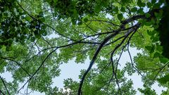 trees