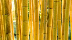 yellow-bamboos